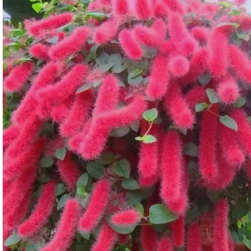 吊兰盆栽岁岁红植物花期长达300天多年生宿根植株耐热耐寒易养护