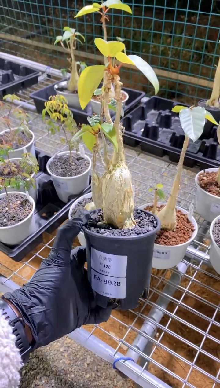 【闪购商品】白脉榕FA-9928