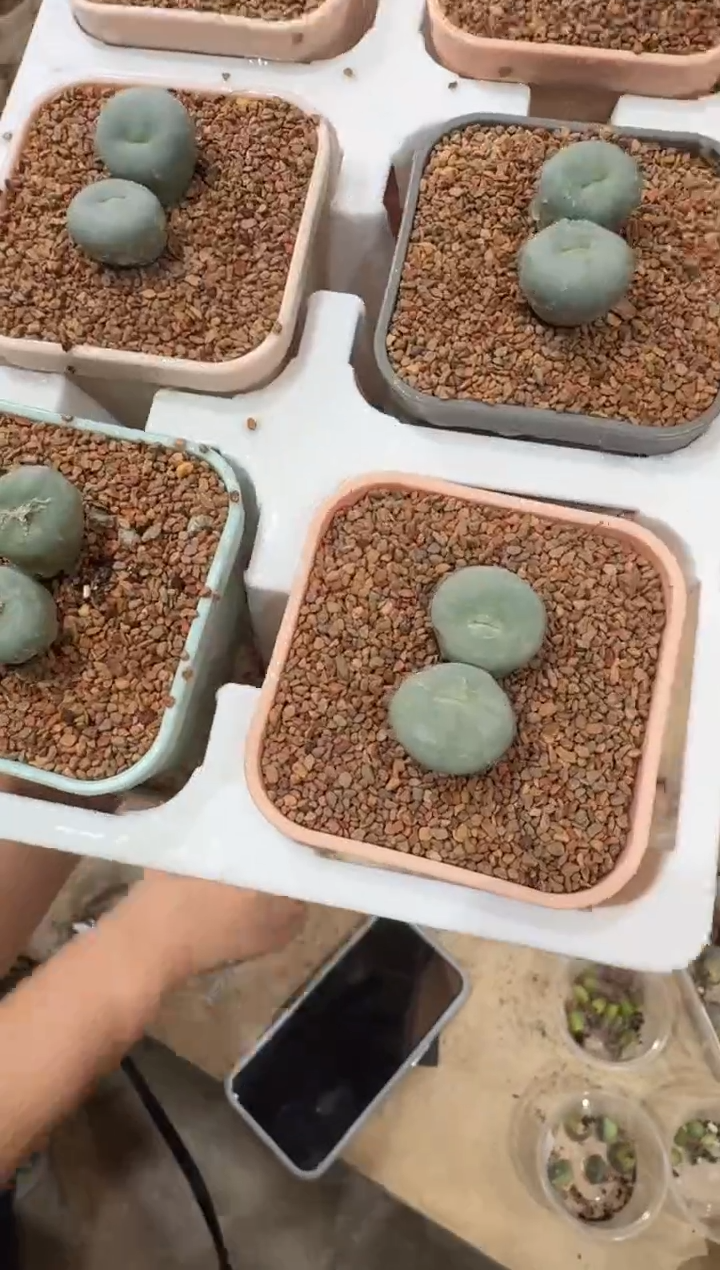 35多肉植物肉锥双头嘴一颗