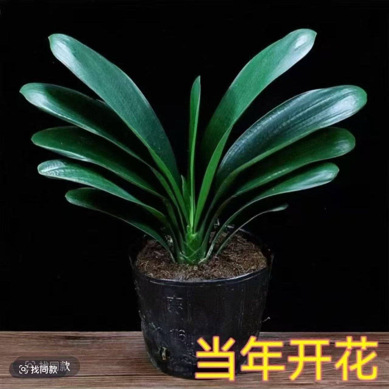 【不含盆】君子兰盆栽室内花卉植物客厅办公室常绿好养观花植物