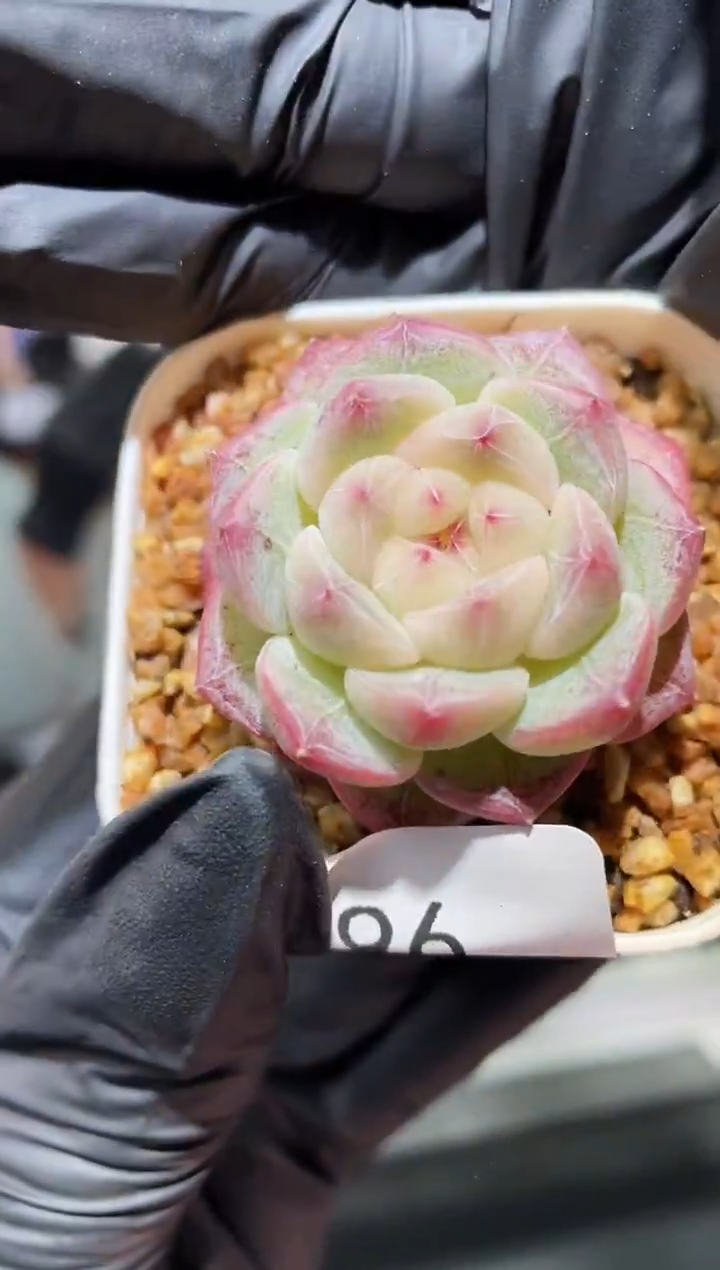 闪购396 云之羽多肉一颗 3.5-4厘米