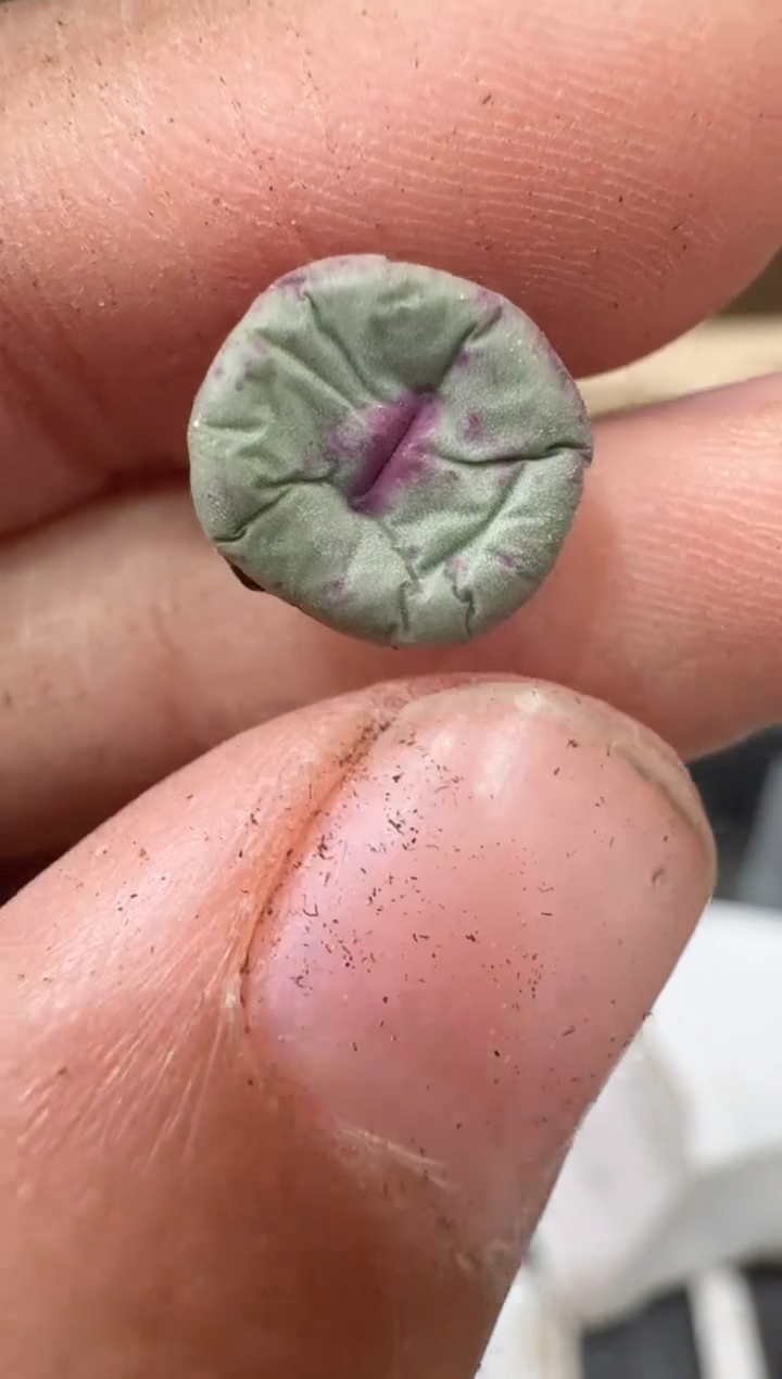 30-45多肉植物肉锥