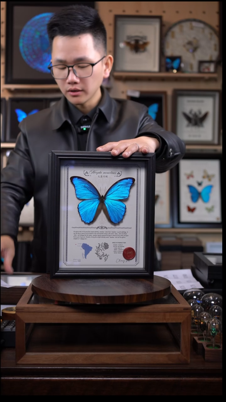 大蓝闪蝶豪华版10寸欧式框（带证书）