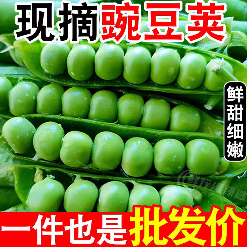 云南自种新鲜甜豌豆带壳现摘现发农家露天种植青豌豆颗粒饱满