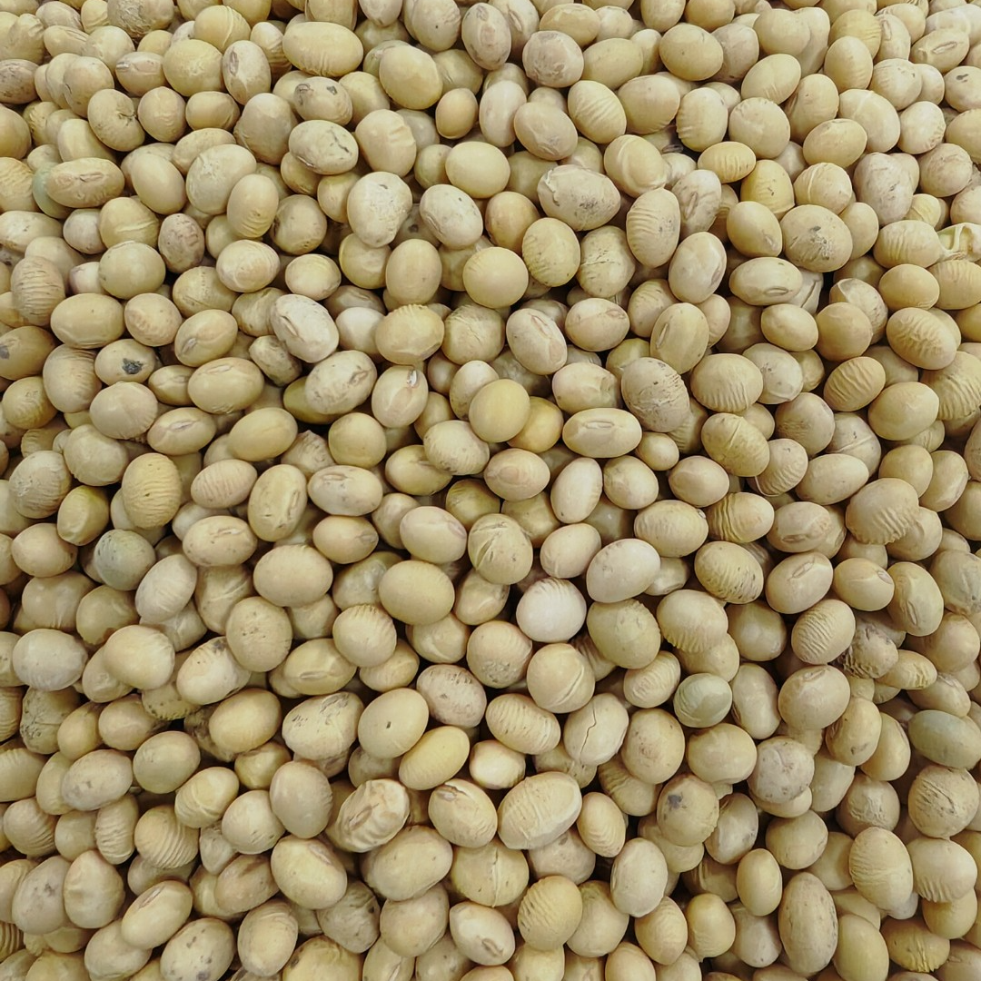 2025年农家大豆黄豆自然晾晒