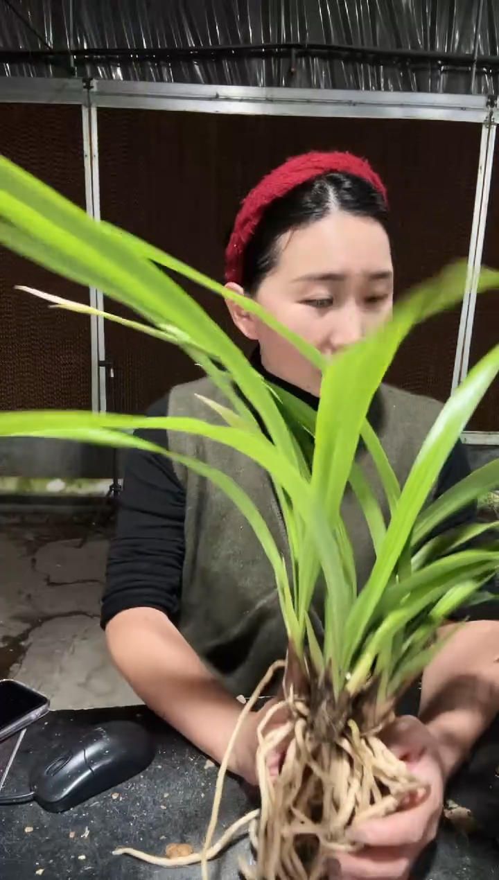 无花朵3苗中国红带花苞