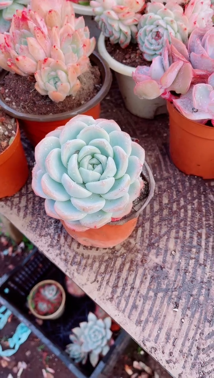 小*跃跃精品多肉28040