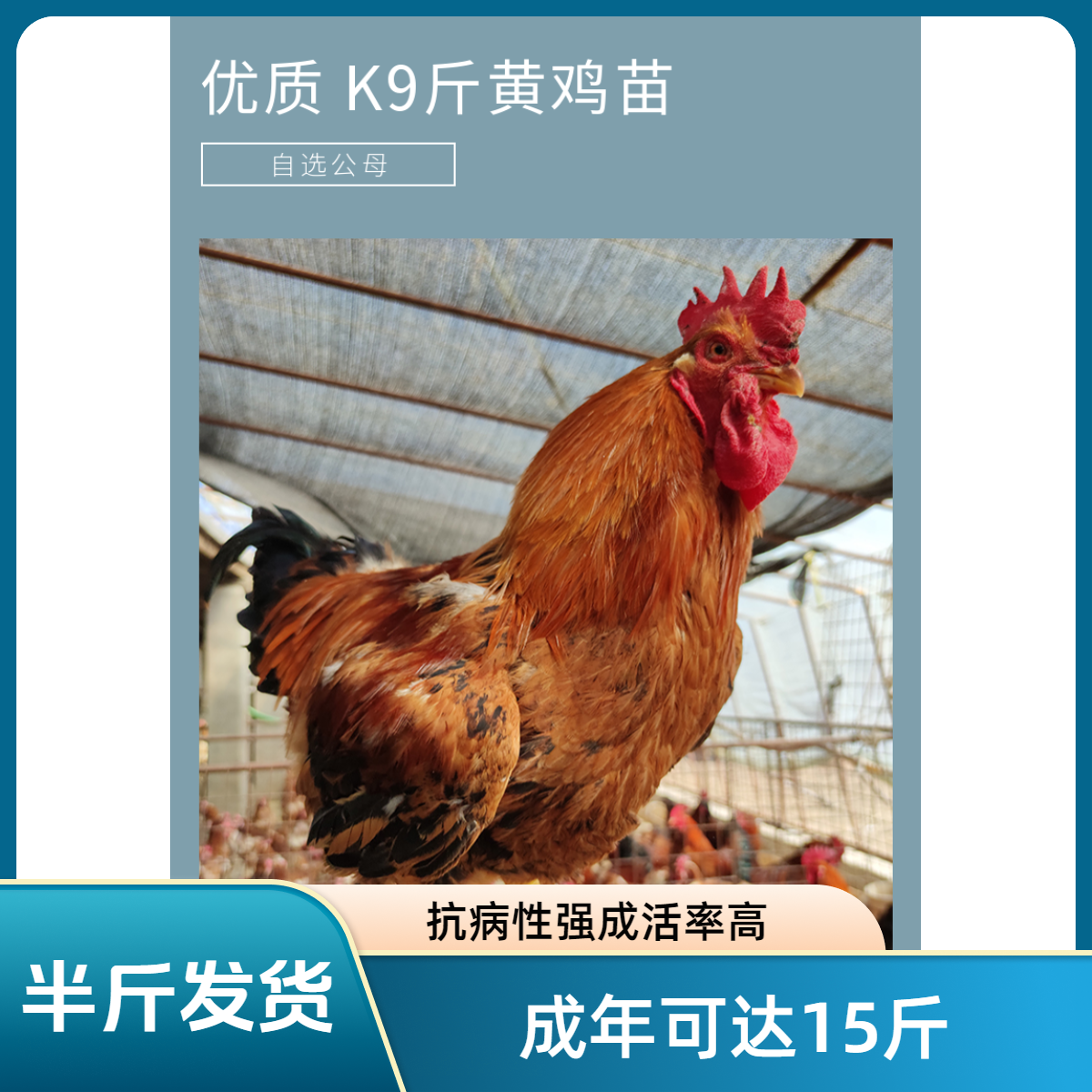 半斤左右大种九斤红肉鸡成年14斤以上的宠物鸡
