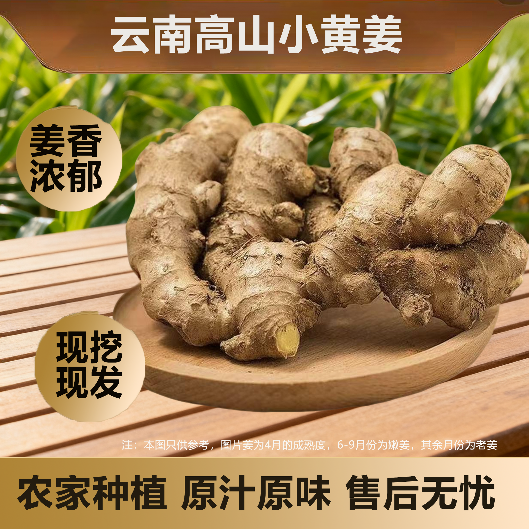 【云南小黄姜】 现挖农家新鲜高原精选大块小黄姜产地直发