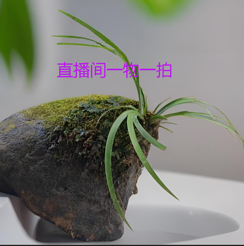 石菖蒲附石龙根菖蒲水培植物鱼缸龟缸盆景造景直播间一物一拍
