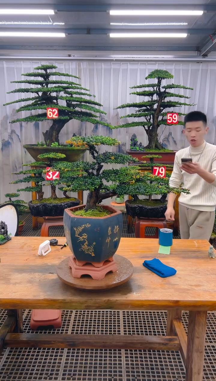 无花朵观*精品盆景直播间一物一拍