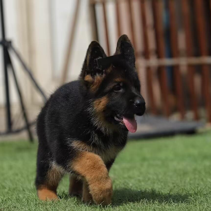 （梦者德牧俱乐部）T德牧狗狗活体