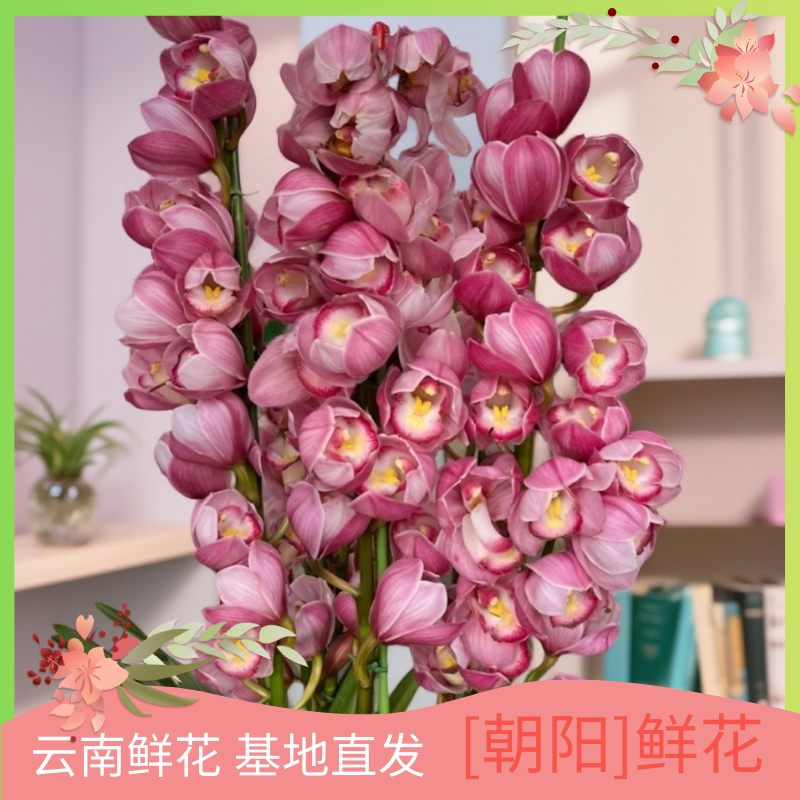 【朝阳】鲜花 云南鲜花基地直发美观大气清新卧室阳台客厅易养护