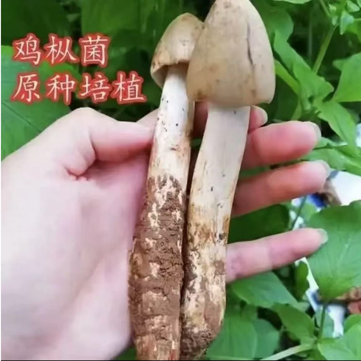 鸡枞菌种子草鸡菌包高产菌伞把菇三塔菌鸡肉菌夏至菇四季可种YF