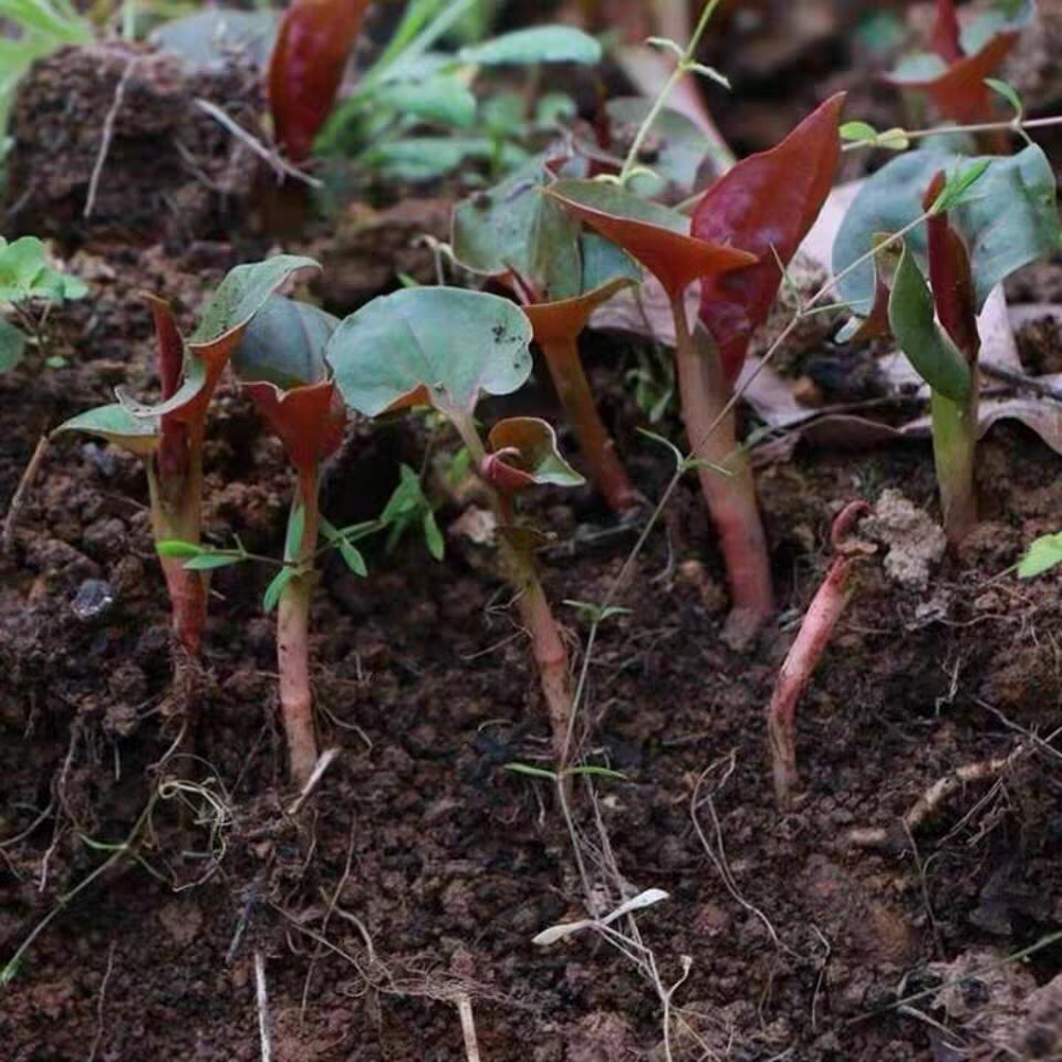 折耳根云贵川农村特产现挖鱼腥草鲜嫩凉拌乡间特色野菜食用农产品
