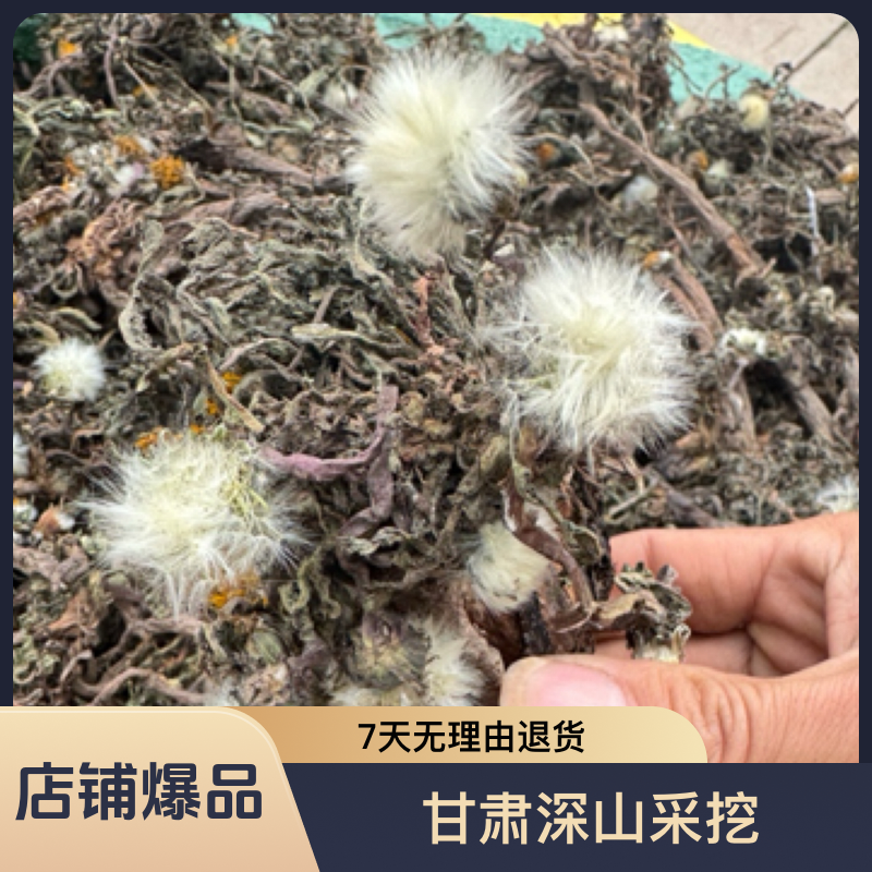 甘肃深山采挖蒲公英 多年生（煮水 泡水）无熏硫