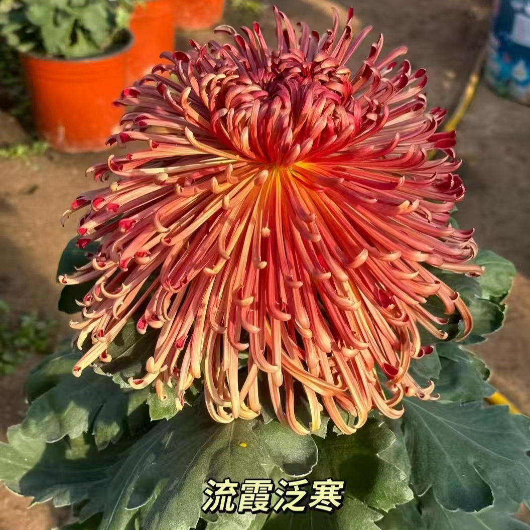 【花苞发货】[流霞泛寒]九月菊花苗大型花好养护简单耐寒耐旱