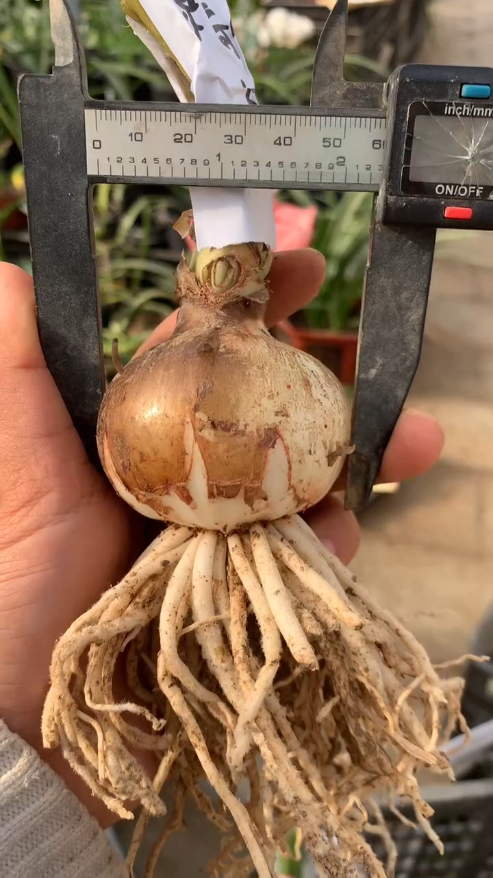 当前无花栽培后可以开花惊奇铃声5cm+