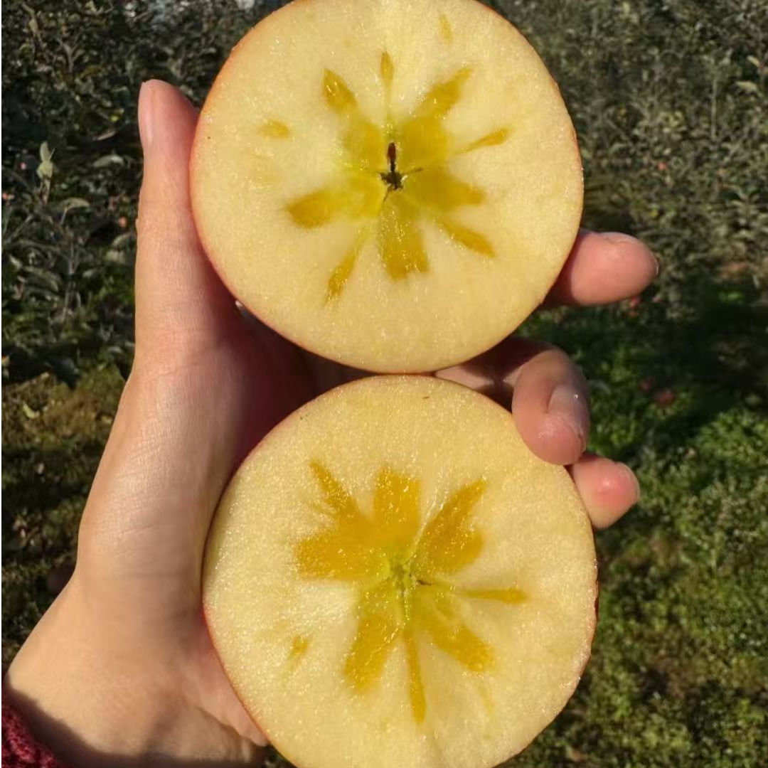 【全国次日达】云南高山丑苹果脆甜多汁新鲜现发正宗丑苹果当季热卖云南省