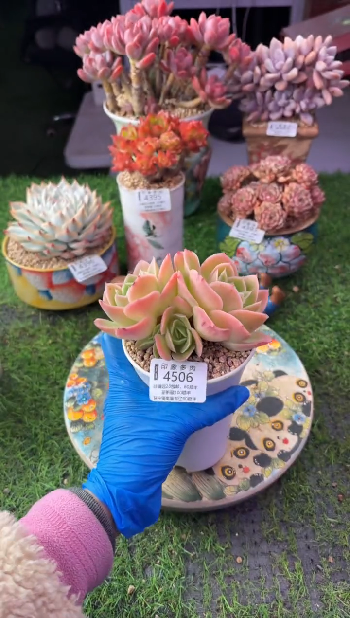 昆明印象多肉4506