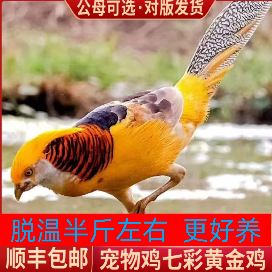宠物脱温黄金鸡【四两左右】 宠物鸡
