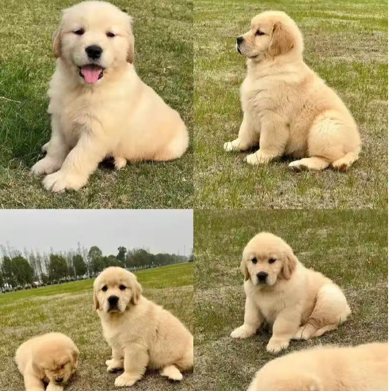 直播间选狗拍这个