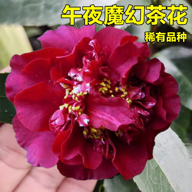 午夜魔幻茶花酢浆草苗花卉稀有品种黑红色大花庭院绿植室内外盆栽