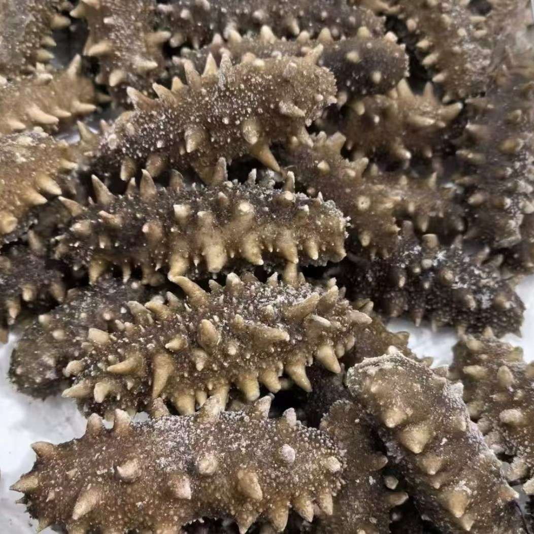【即食海参 】10A大连海参源头工厂直发500g