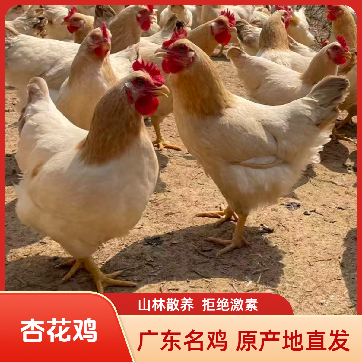 正宗杏花鸡山林放养180天桑叶杂粮喂养土鸡月子鸡新鲜母鸡现捉现卖顺丰冷链包邮