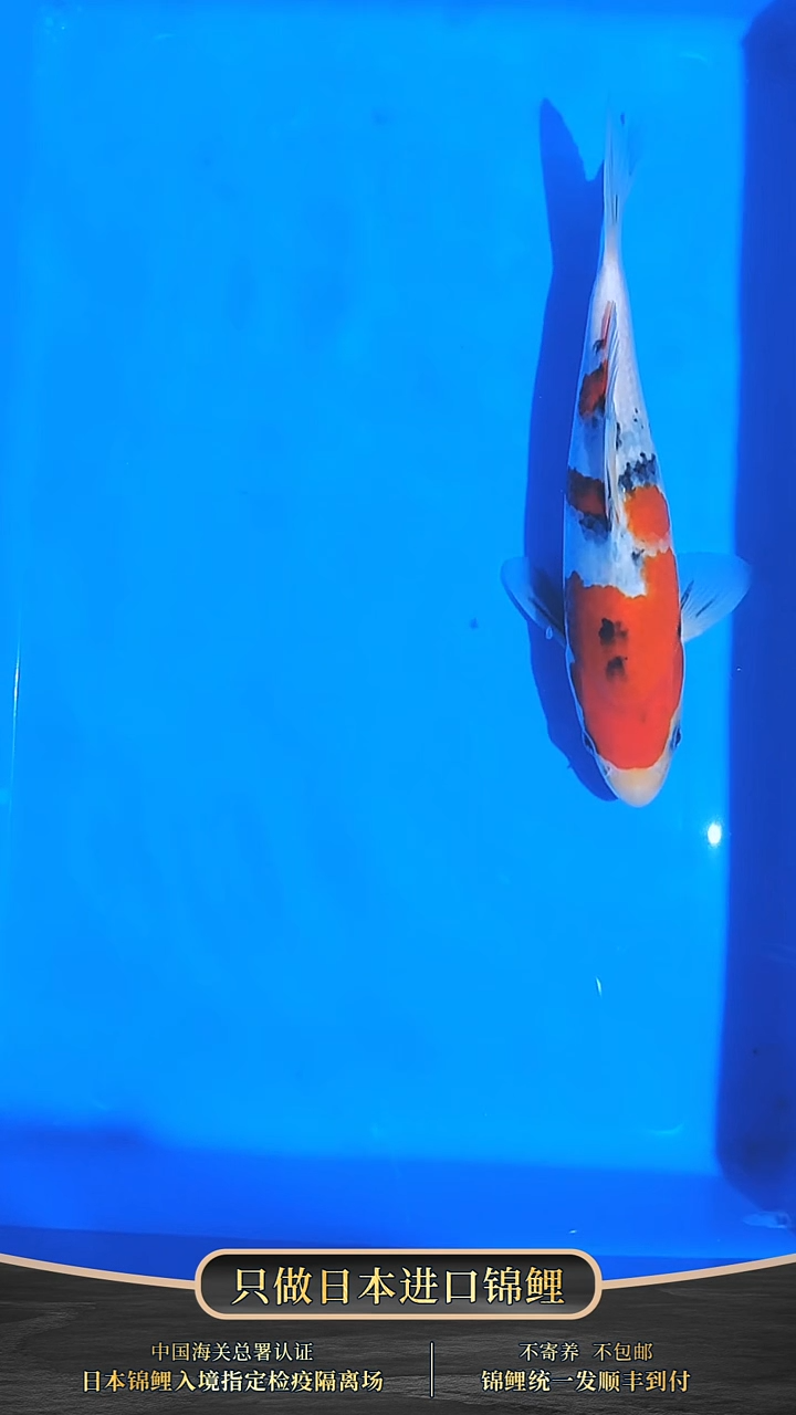 锦鲤007-浦川大正（锦鲤统一发顺丰空运到付）