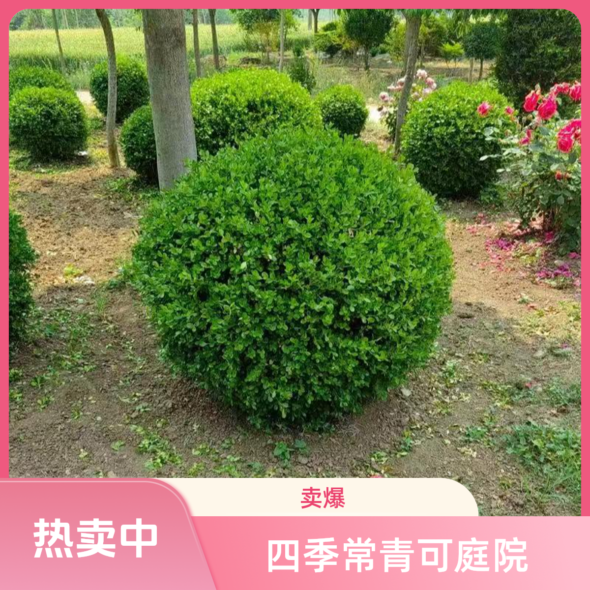 小叶黄杨球瓜子黄杨耐寒四季常青适用于别墅庭院花坛绿化