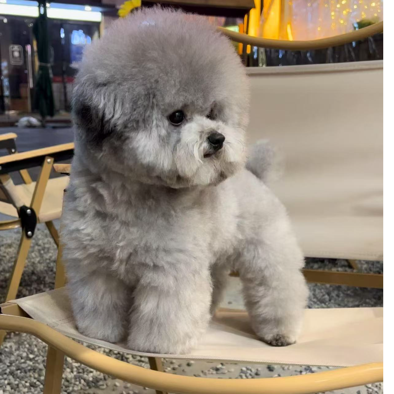 泰迪兄  精品泰迪