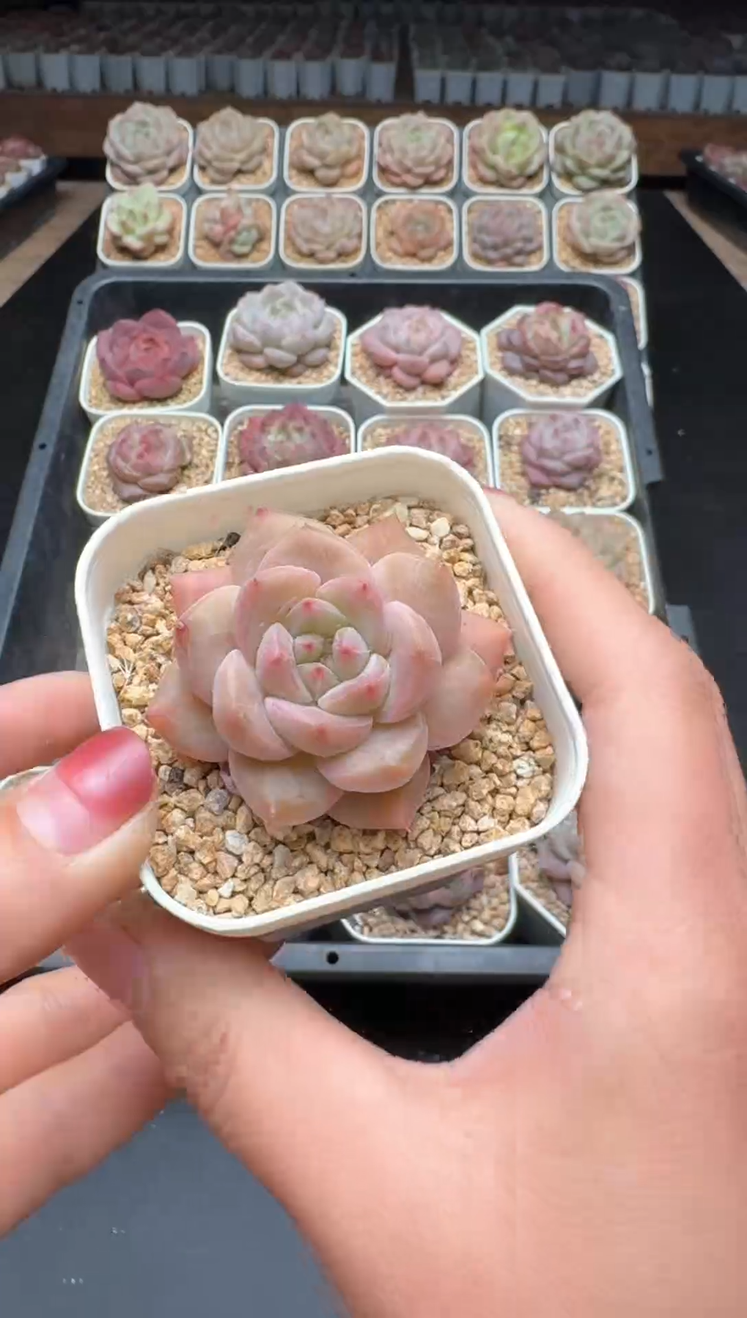 【闪购商品】140号一物一拍珍妮多肉花卉植物3颗起发