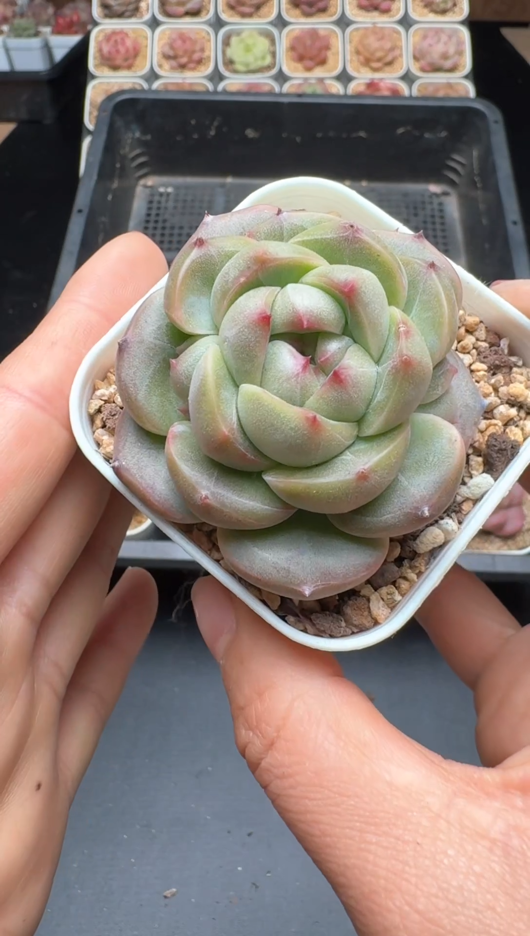 【闪购商品】985号 珍妮杂交多肉 花卉植物