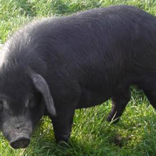 东北老品种黑猪改价2