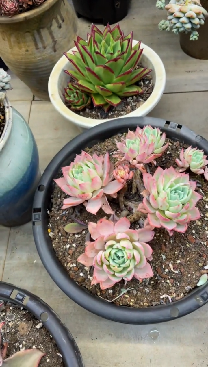 【闪购商品】165三色堇