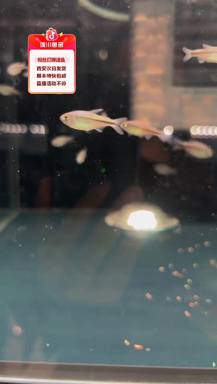 灯科鱼虚*5条蓝缎带一