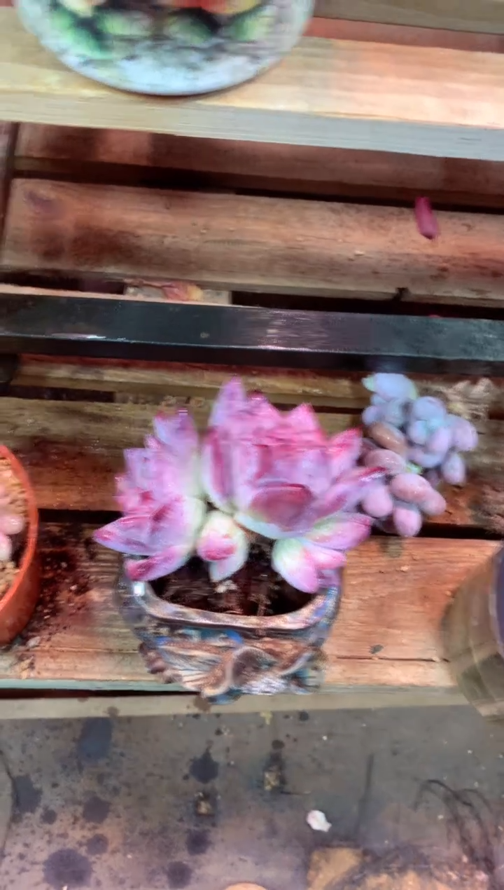 A****）7059（一物一拍，精品多肉，w所见即所得 ）