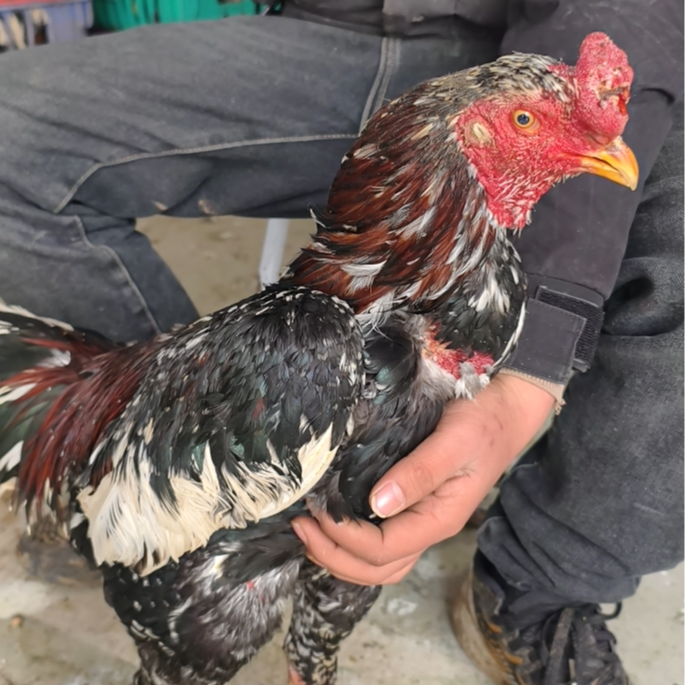 农村纯粮喂养斗公鸡宠物鸡