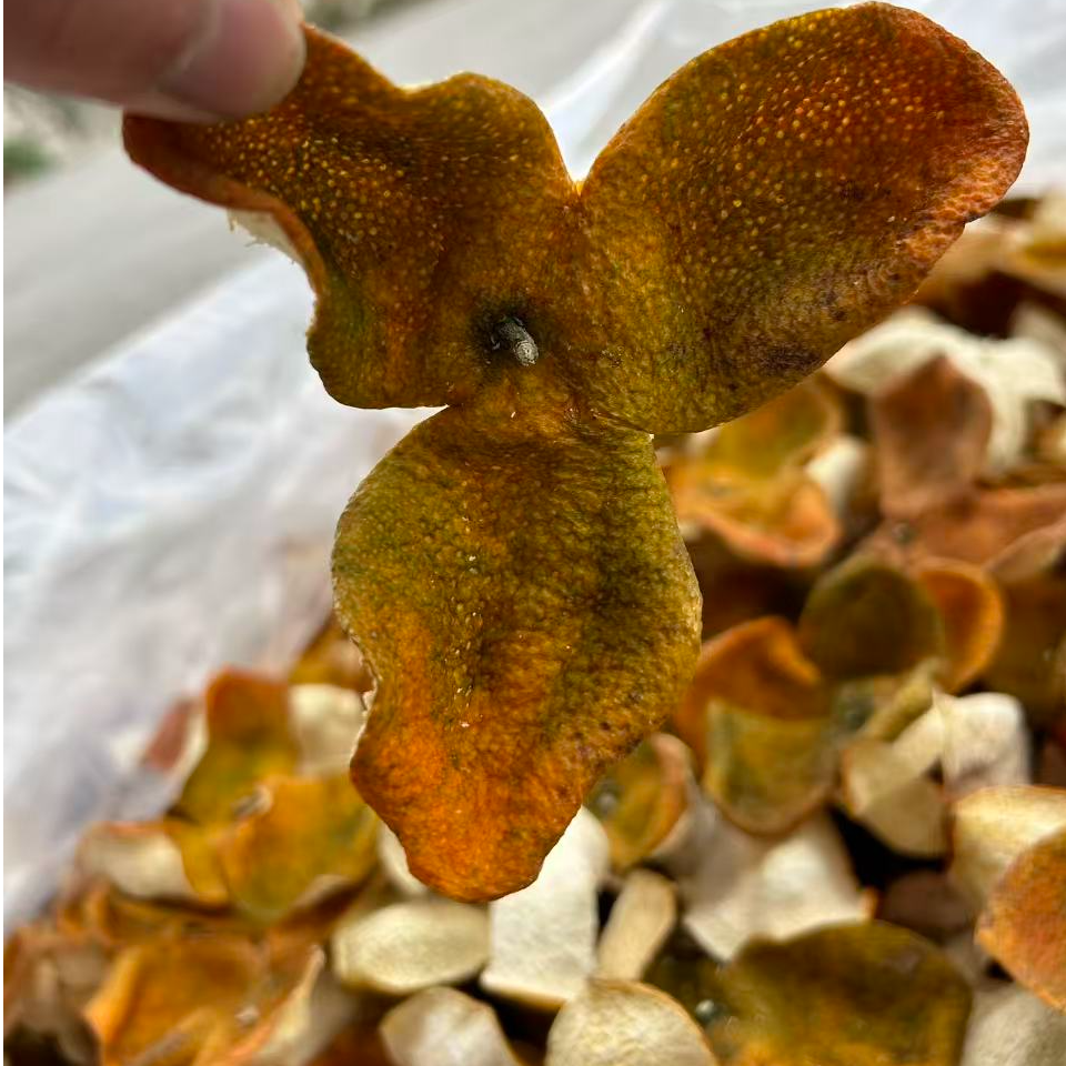 新会三江 2025年圈枝老树二红皮 纯生晒