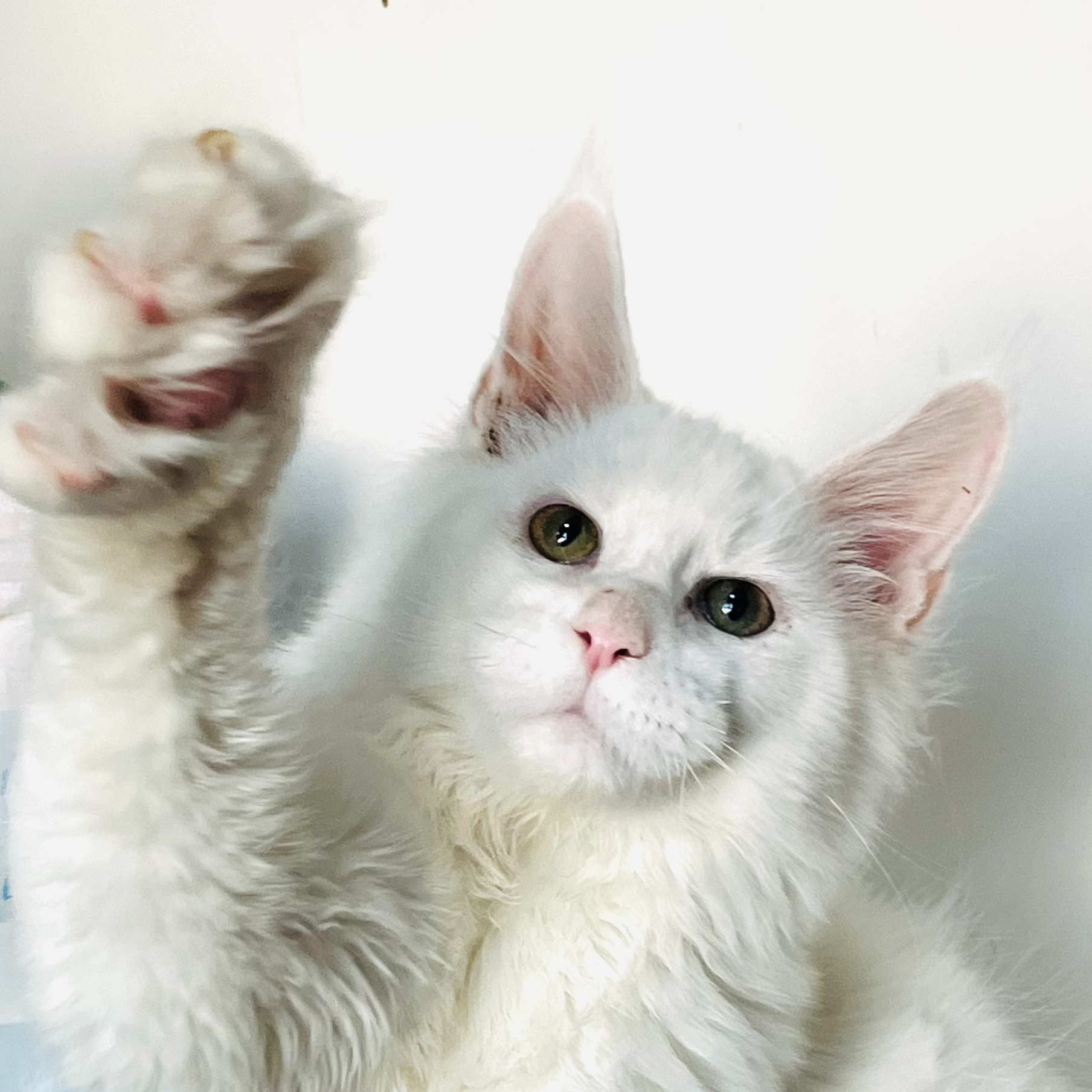 来了姊妹-纯白缅因猫-弟弟-3207