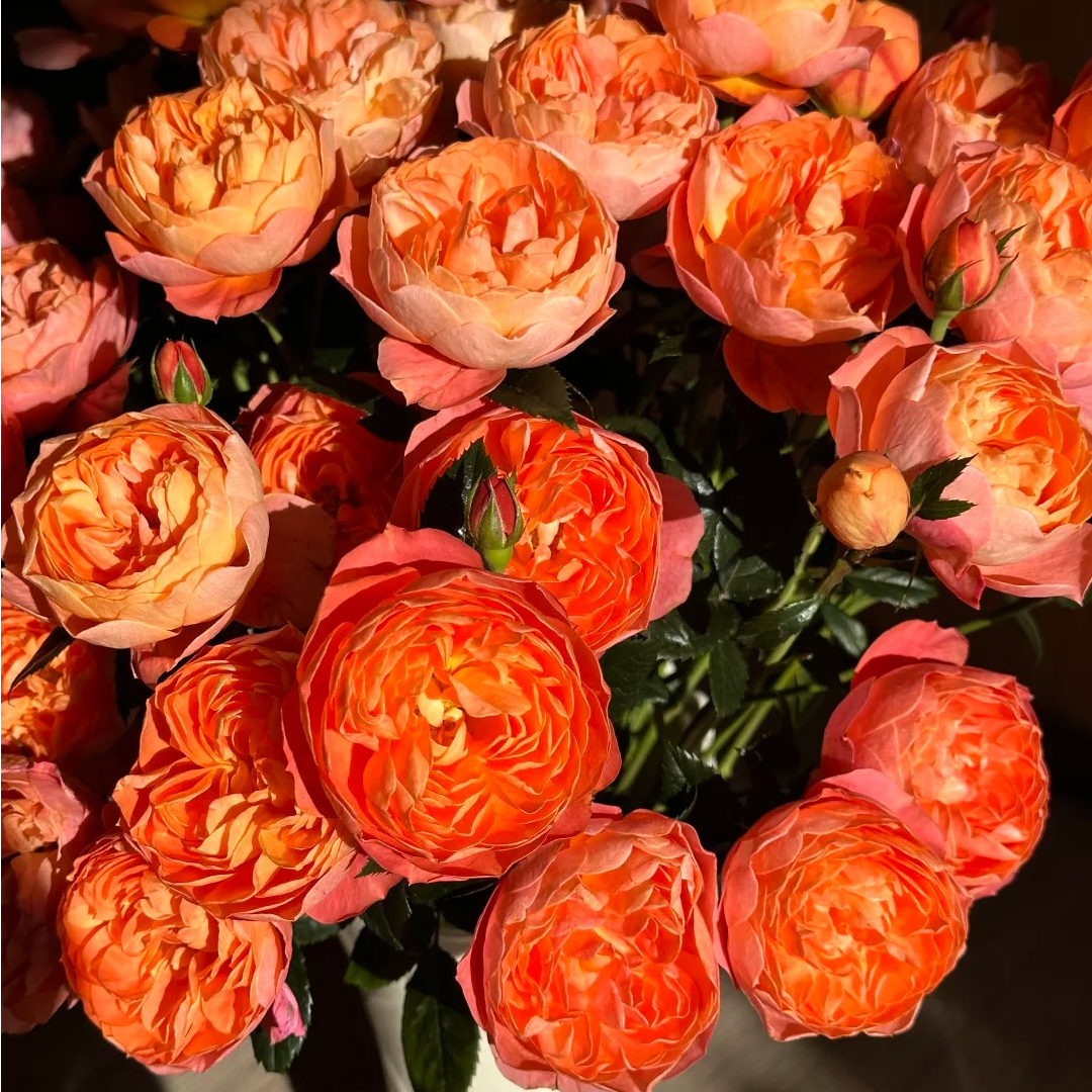 【柿子阳台】玫瑰 2单正价包邮 偏远有运费