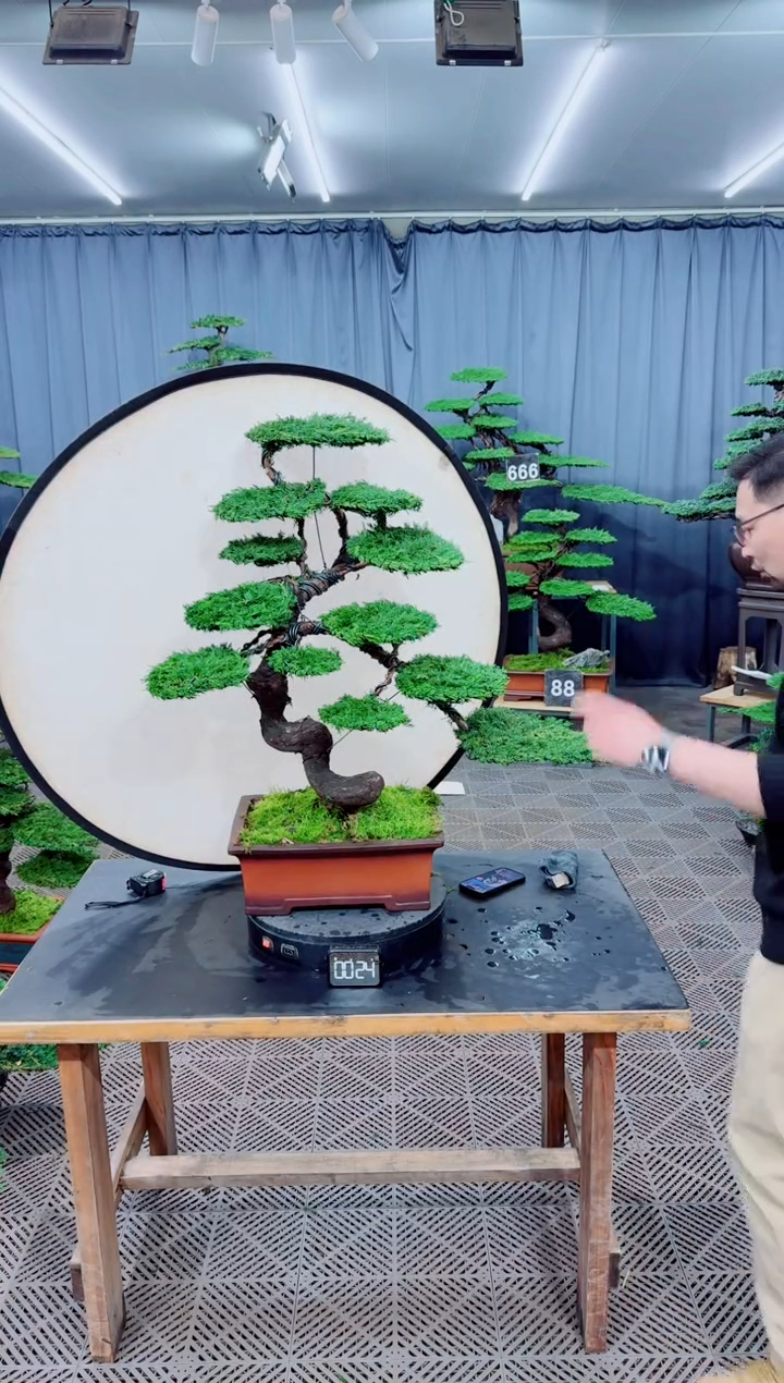 无花朵盆景.....