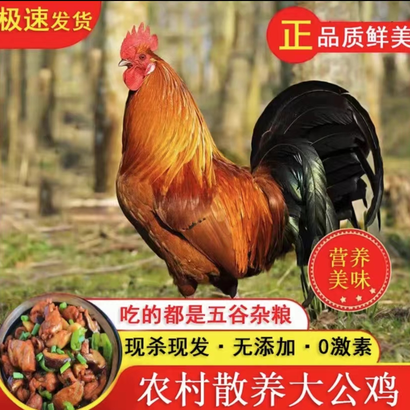 【刘美娜专属】农村散养跑山溜达鸡