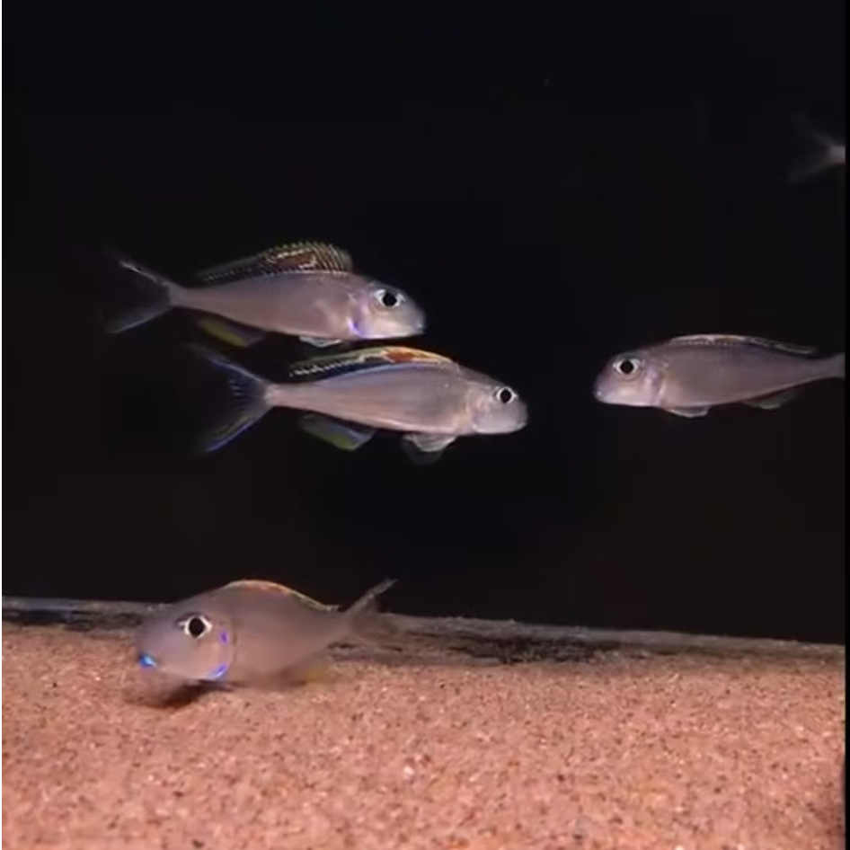 观赏鱼三湖慈鲷底栖樱桃公主