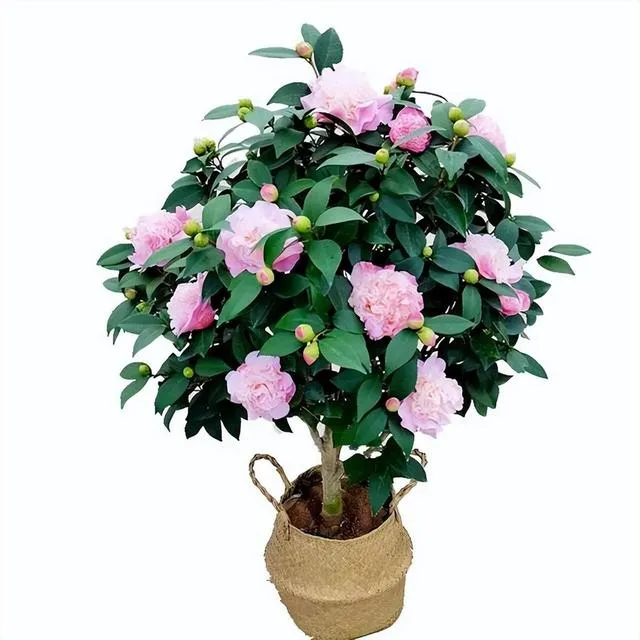 一物一拍基地直发香妃茶花