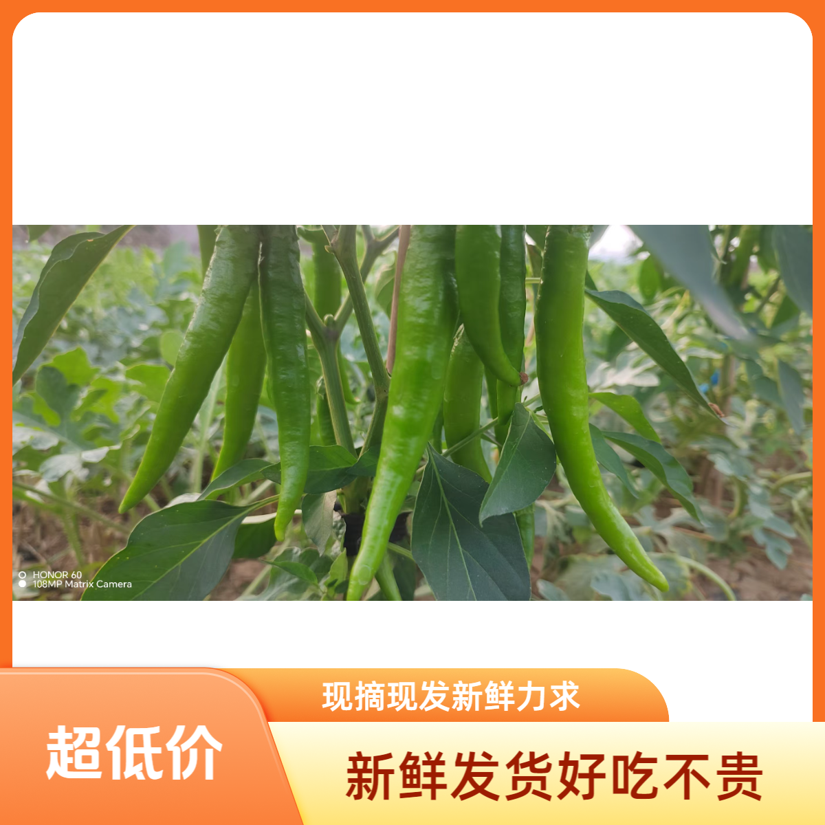 自家种辣椒现摘现发好吃不贵