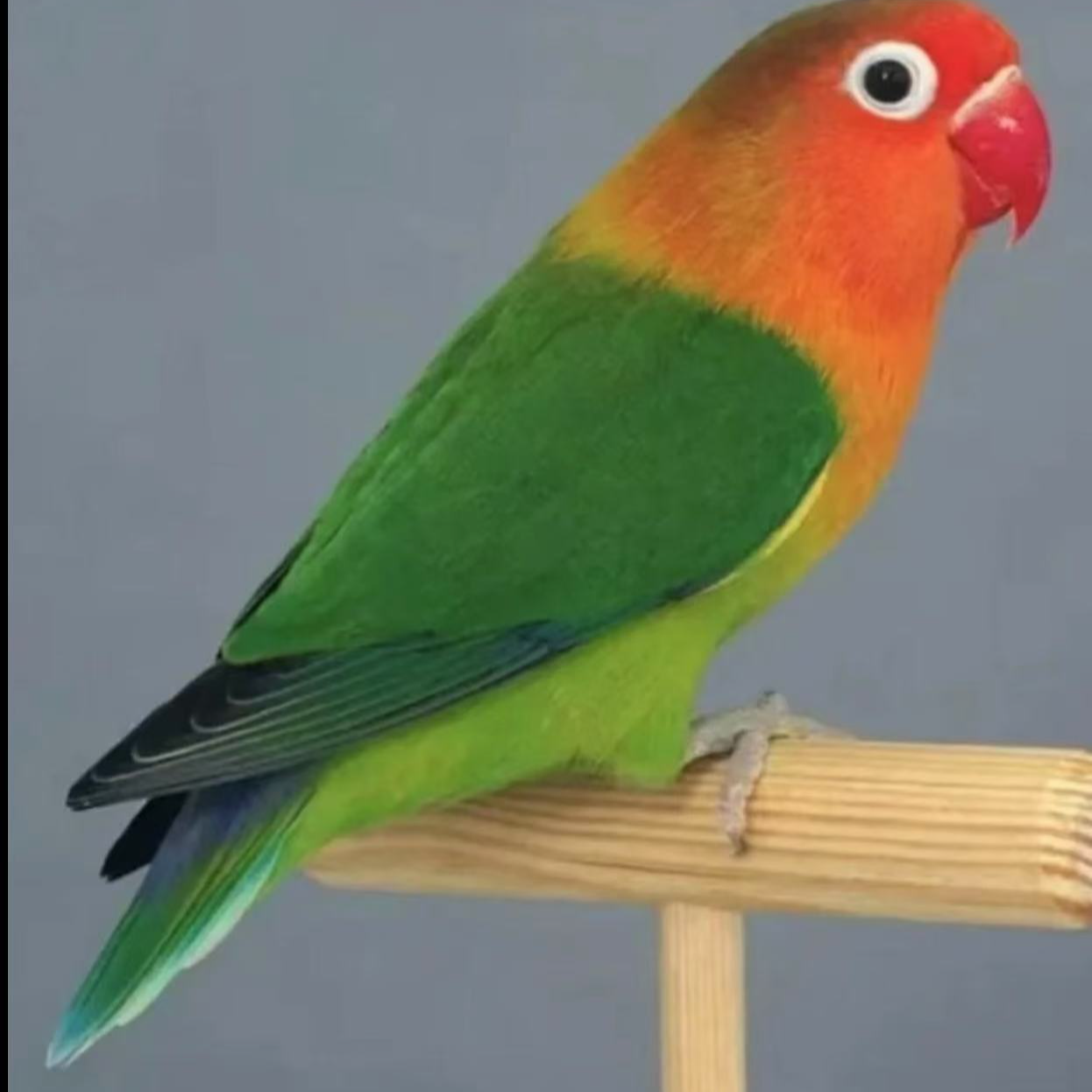 牡丹鹦鹉活体牡丹鹦鹉