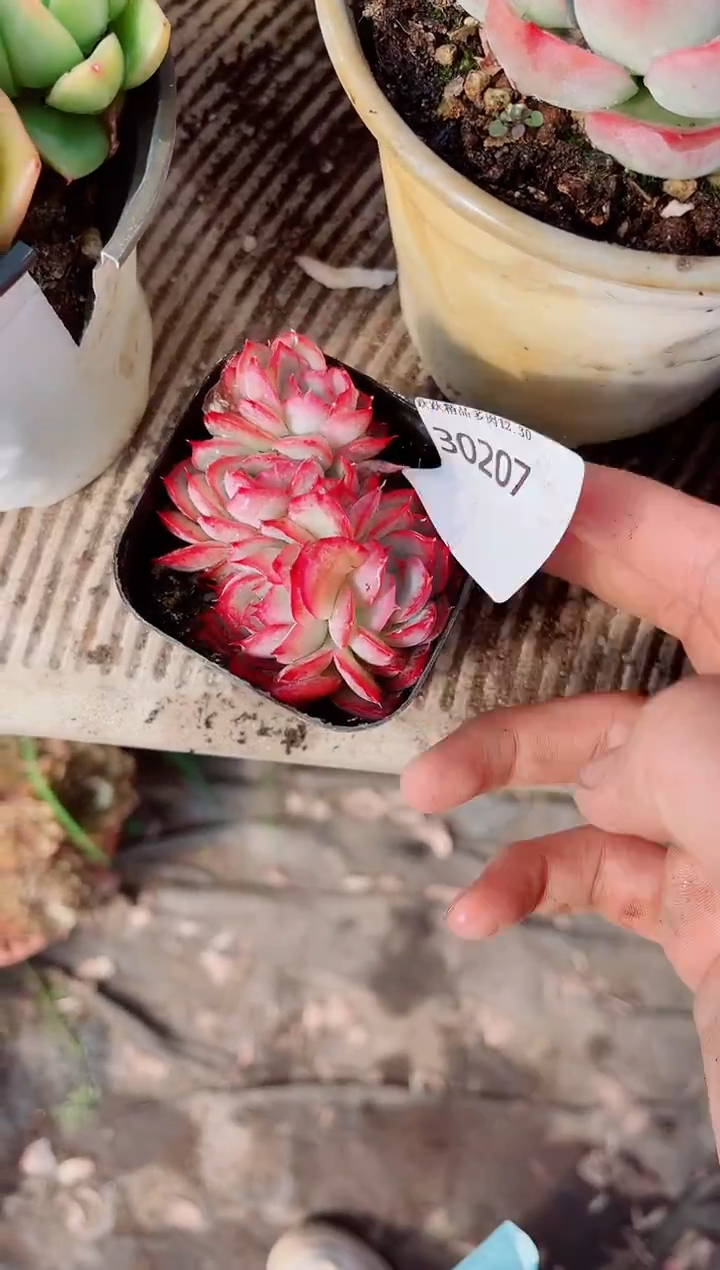 翡***?跃跃精品多肉30207