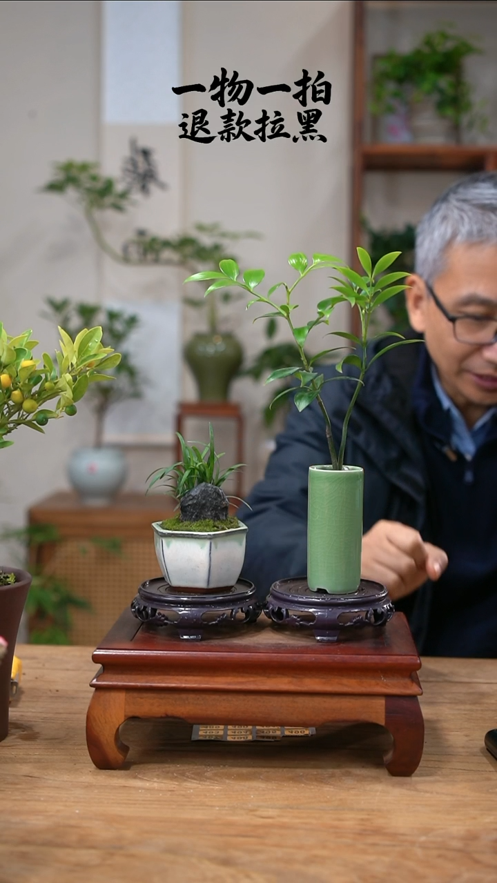 完全开放芋****丝竹柏+玉龙草488